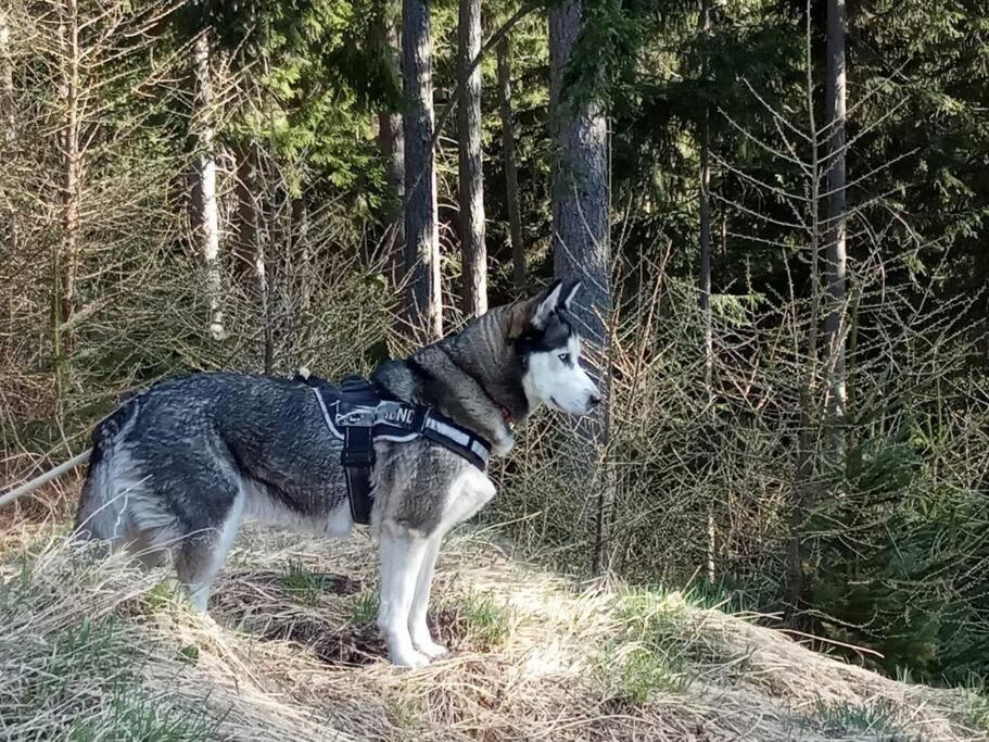 Wohnung Rheintal Im Alpenvorland Batschuns Luaran gambar